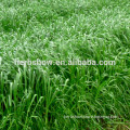 High quality perennial ryegrass seeds for growing